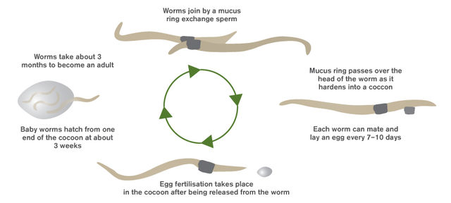 Hungry Bin Worm Farm - Worm life cycle