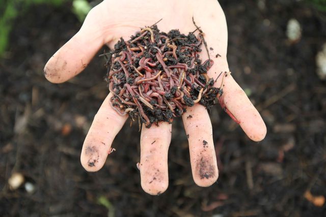 Hungry Bin Worm Farm - Compost worms produce very high-quality fertiliser.