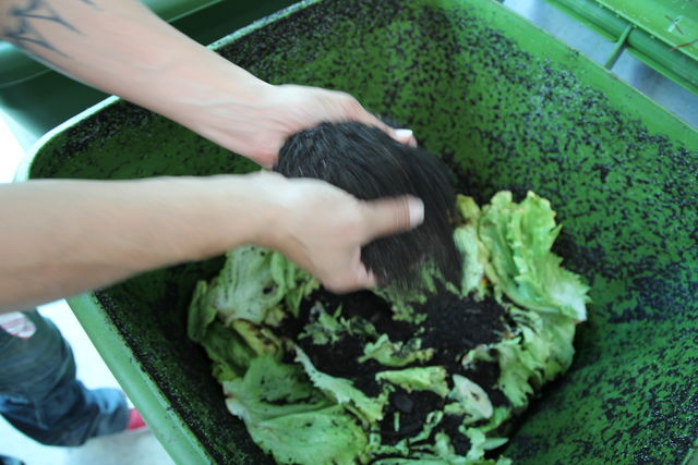 Hungry Bin Worm Farm - Adding a sprinkling of finished compost to the bin to help raise the level of the bin.